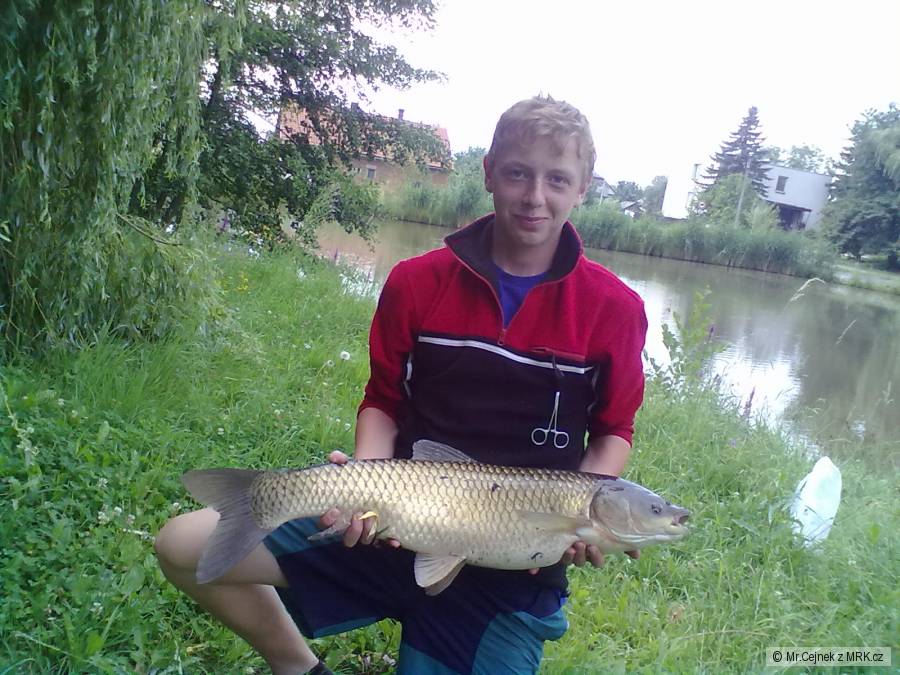 Amur 87cm