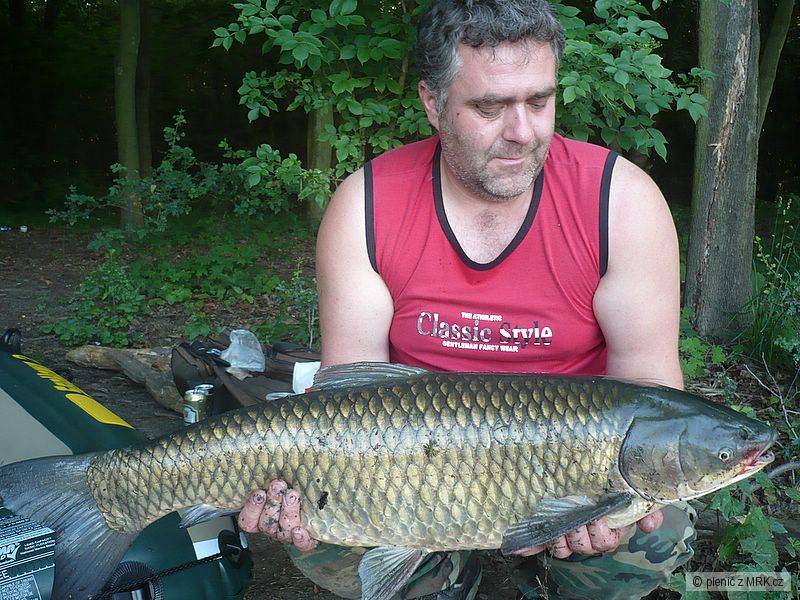 Amur 91cm 13kg