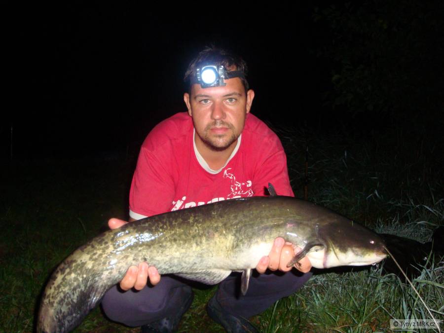 Sumec chycen na boilies