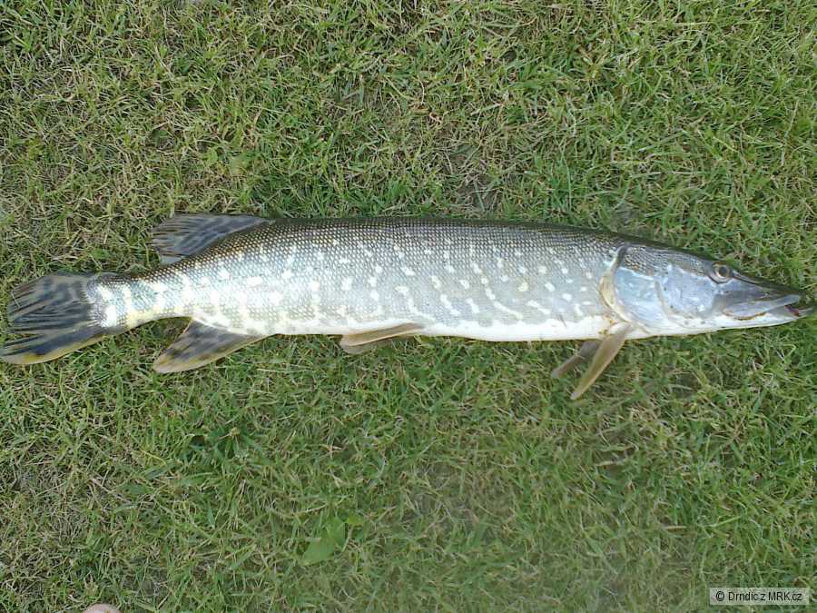 Štička 58cm.. :-)
