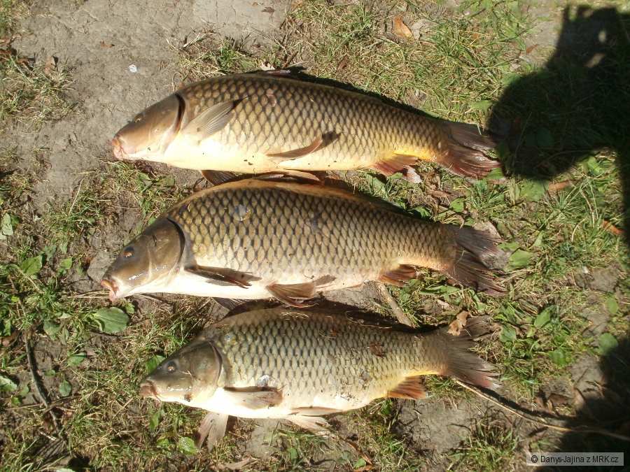 rybarina