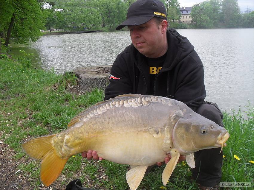 Kapr 80cm/10kg