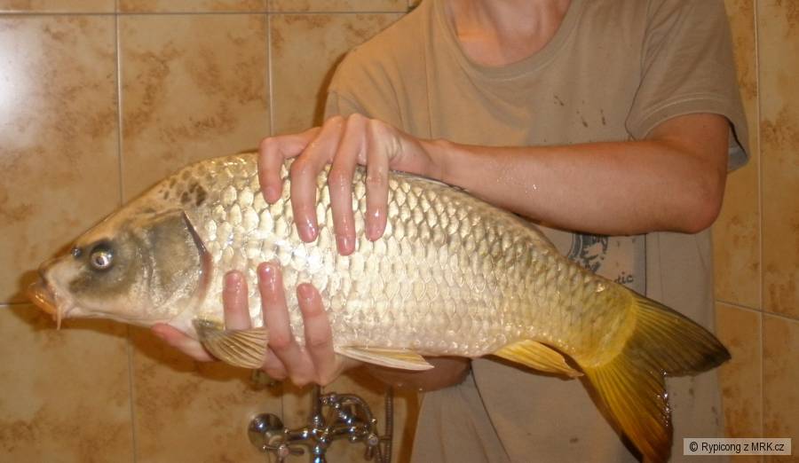 Kapr 58cm