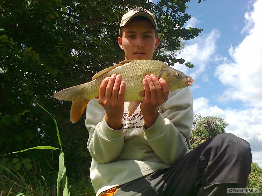 Kapr 56 cm.