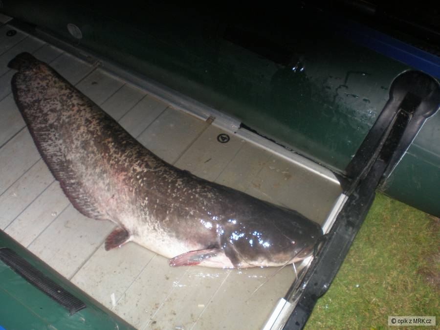 sumec 130cm , 18kg , Lipno