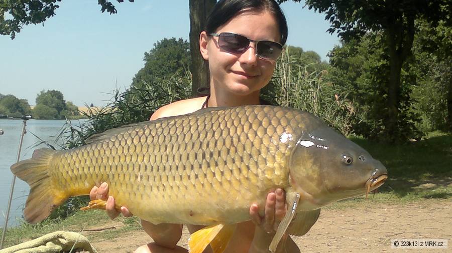 šupina