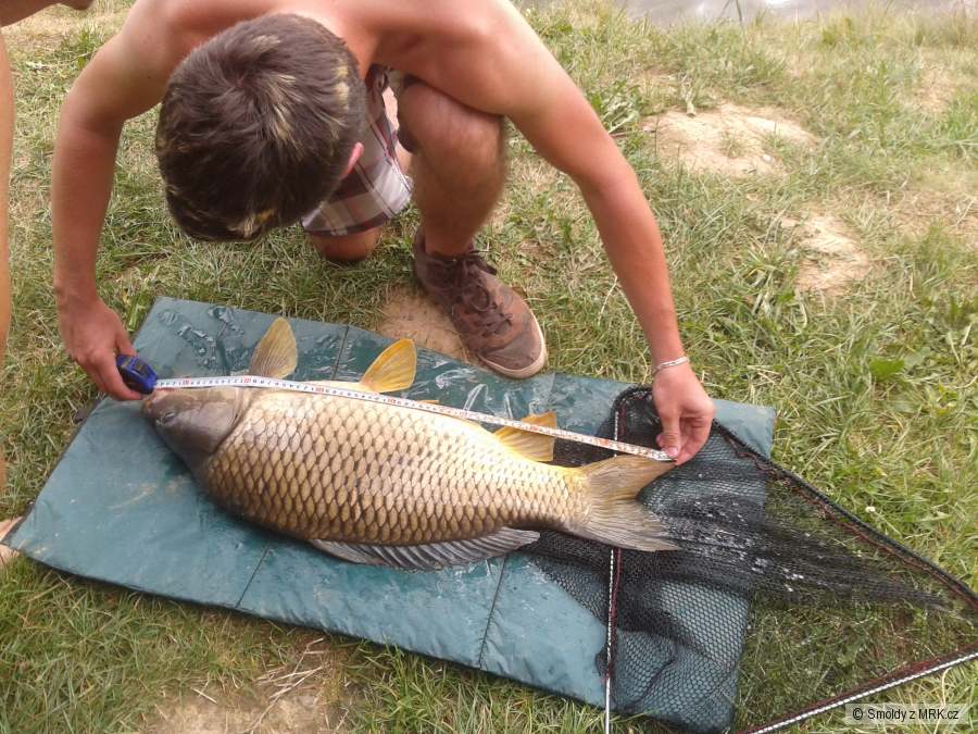 Kapr 75cm