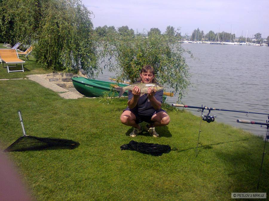 Bolen 60cm mušov