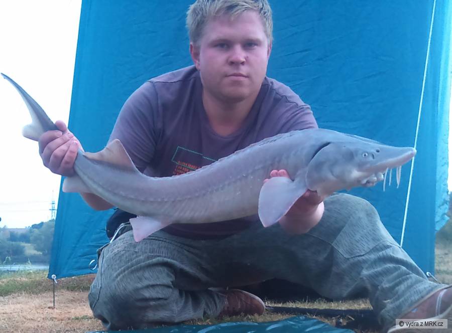 Sibiřáek 105cm