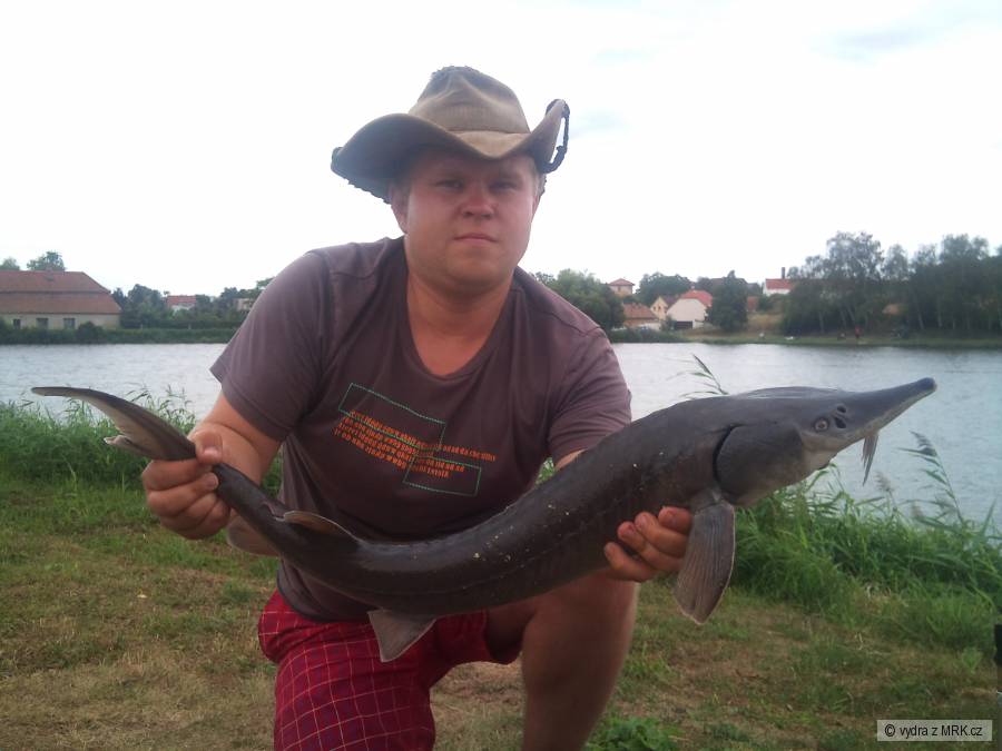 95cm Sibiřáček fotil Pan BOBSTAIN