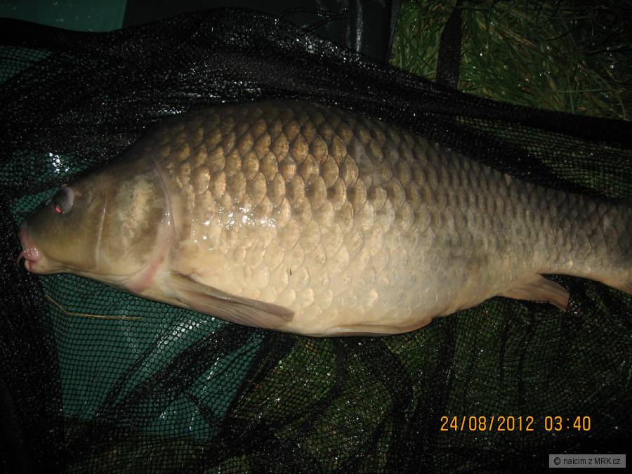 kapr 86 cm, 12,2 kg