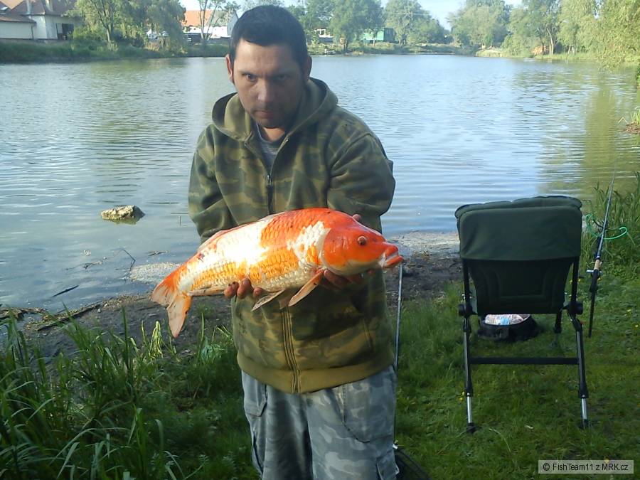 Koi kapřík 72cm - vrácen