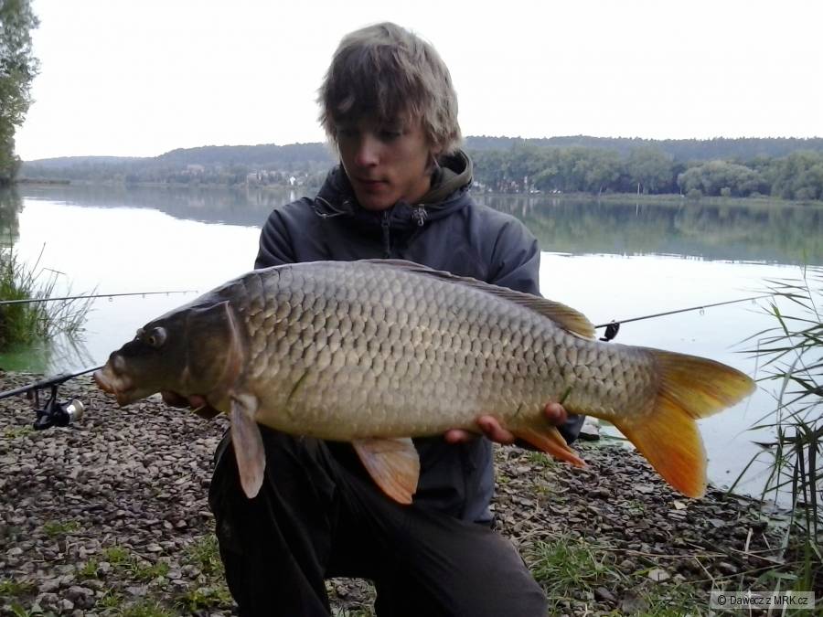 Carp 71cm