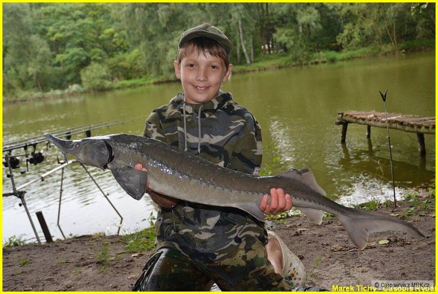 Jeseter Sibiřský 93cm