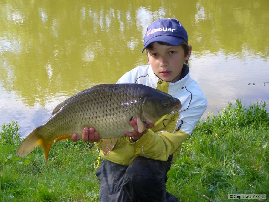 Kapr Obecný 61cm-5,5kg