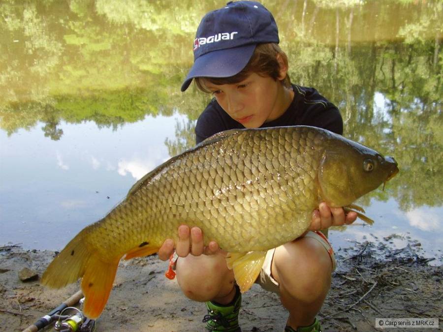 Kapr Obecný 62cm