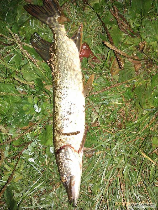 Pike from Ipel