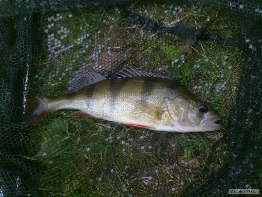Okoun 25cm, Písty-Ohře