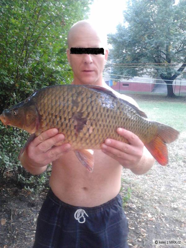 kapr 55cm uloven 10.9.2012,ji�n� morava,