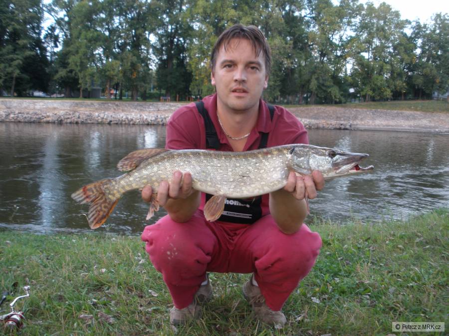 Štika labe
