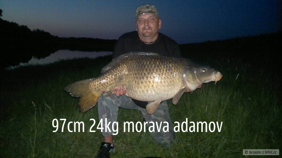 kaprik z moravy