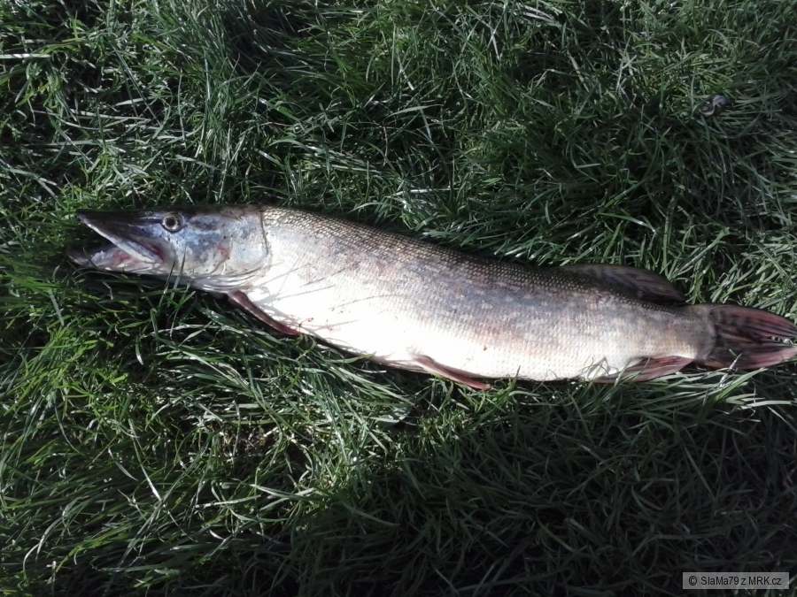 Štika 70cm