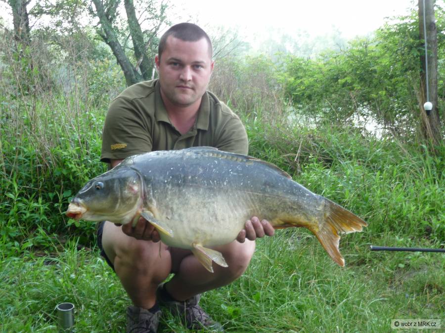 Kapr 80 cm - 10 Kg