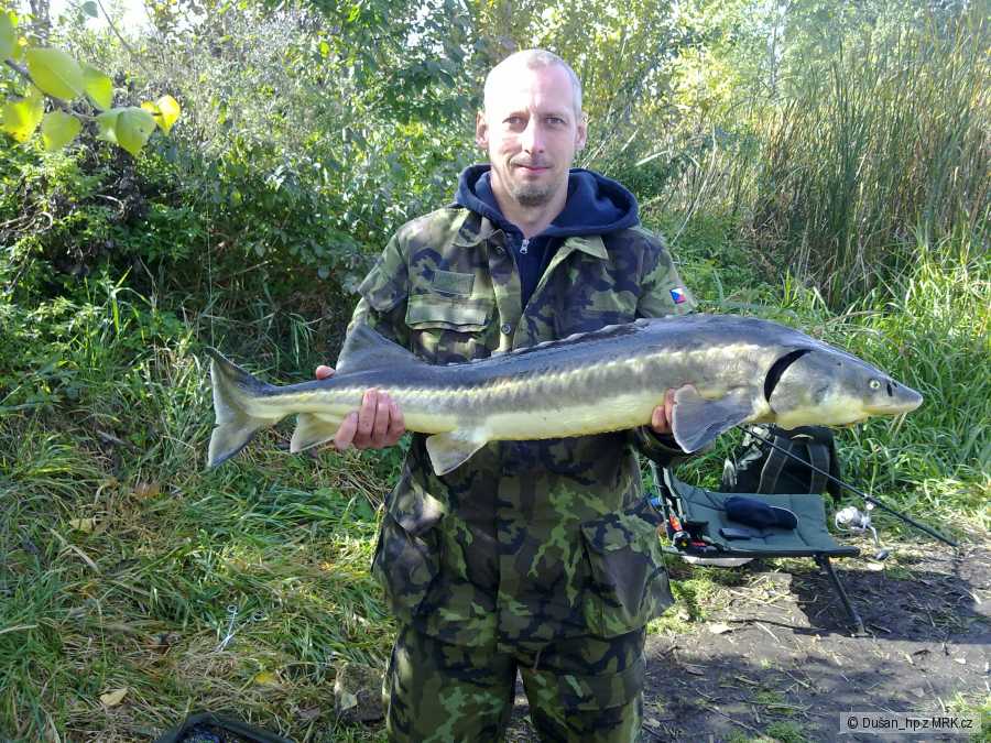 Jeseter 115cm