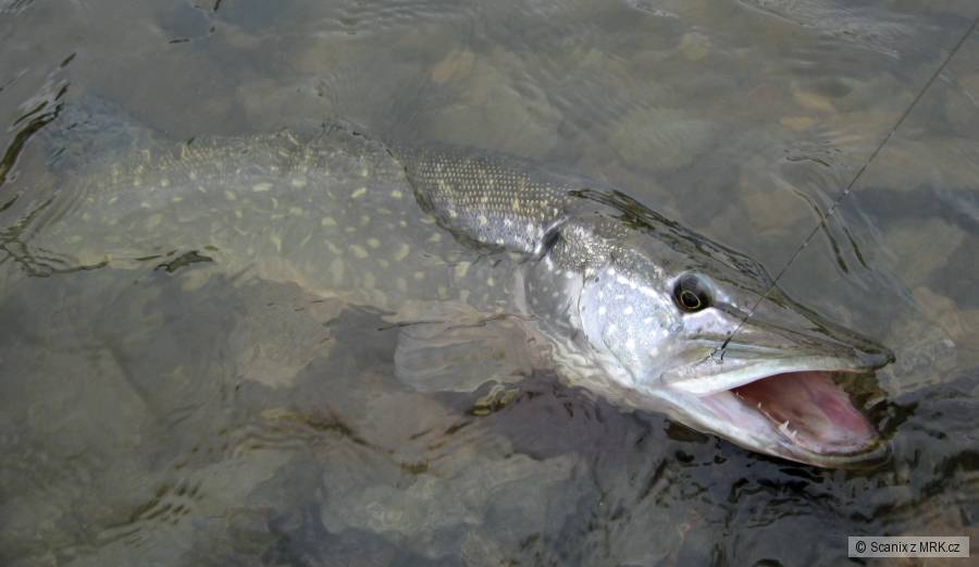 Trošku lepší kudla, co v pohodě skryla 9cm wobler v tlamě...