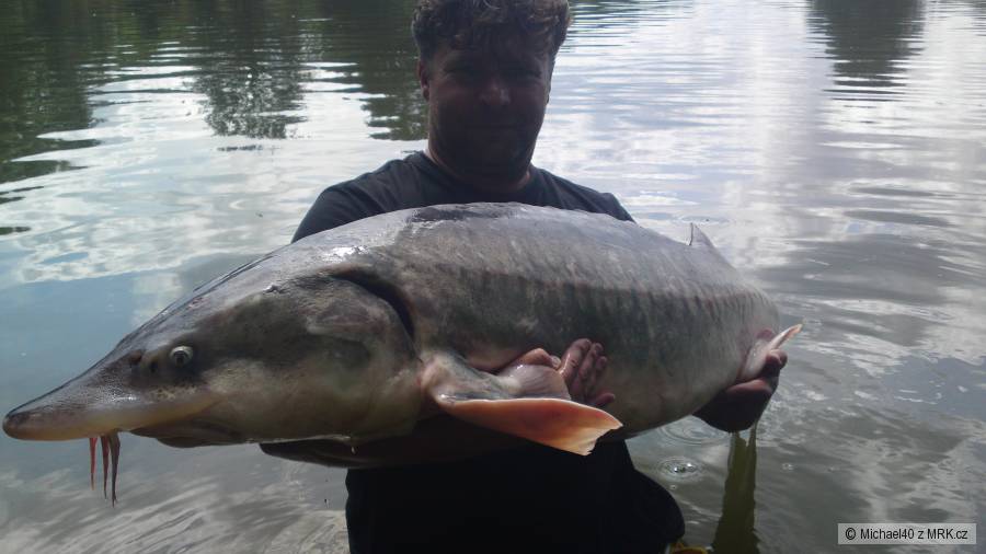 Vyza velká 33 kg