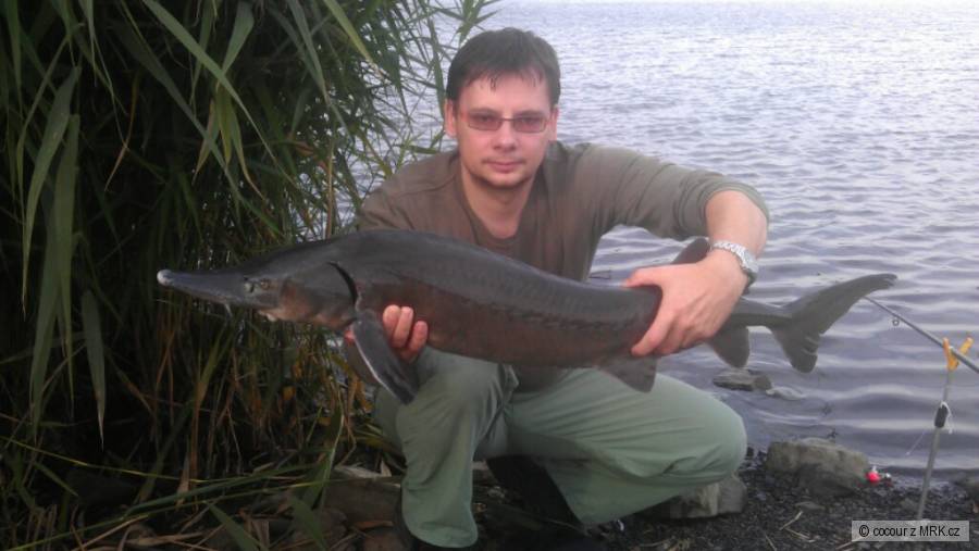 Vyza velká 118 cm