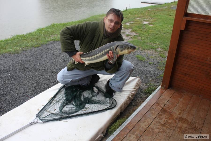 Jeseter Beluga 105 cm
