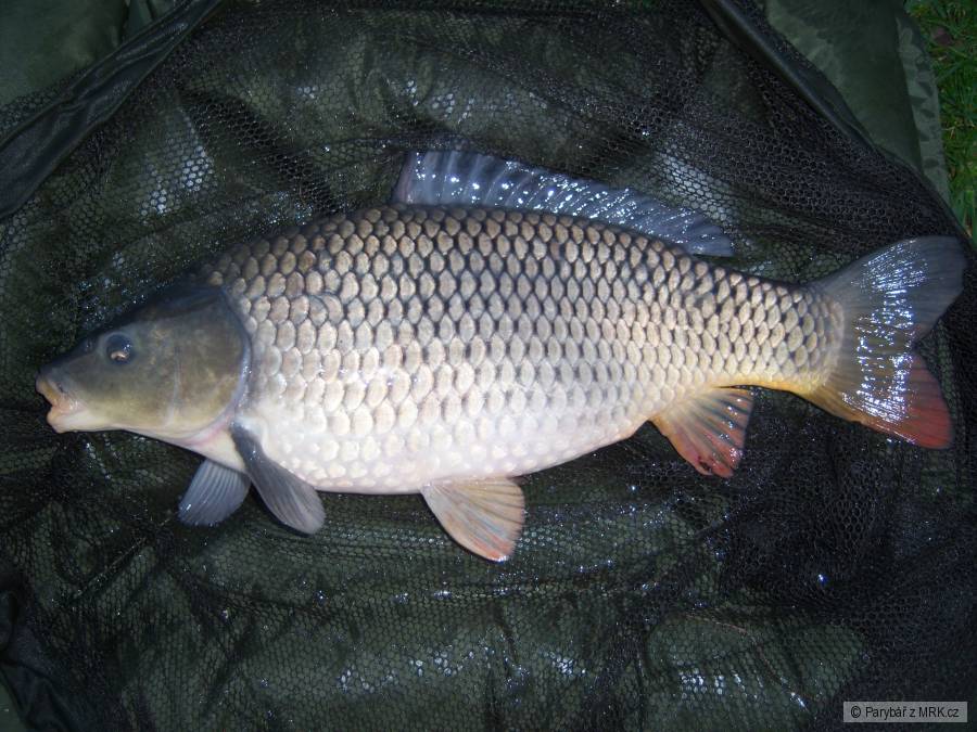 Labáček 68cm