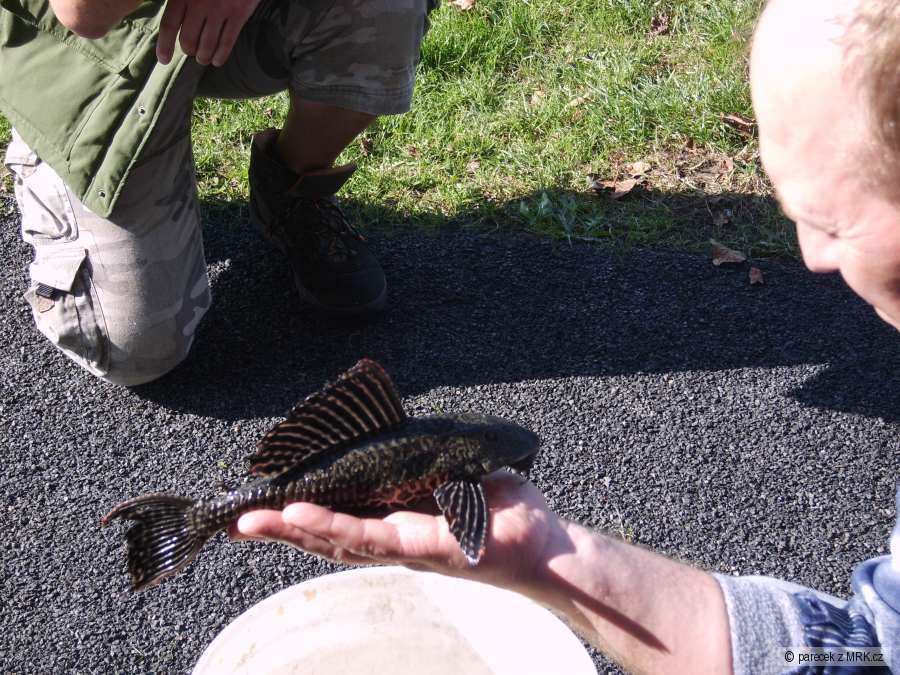 Ancistrus sp.