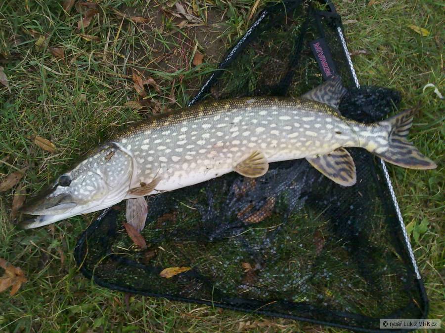 štika 80 cm, plave