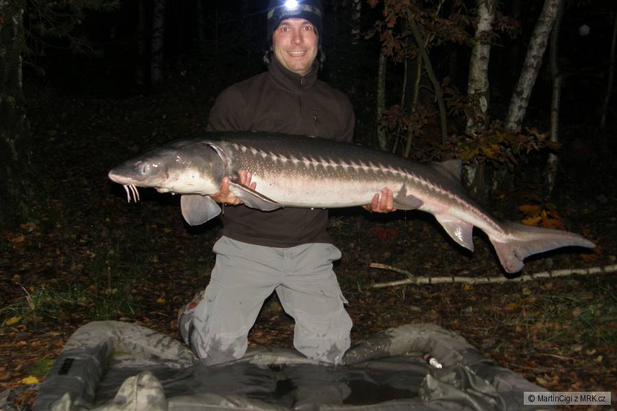 Jeseter hvězdnatý, 160cm a 28kg