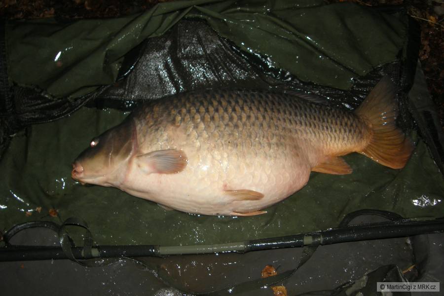 Nový osobáček, kapřík 20,5kg