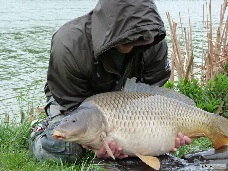 Carp 13 kg
