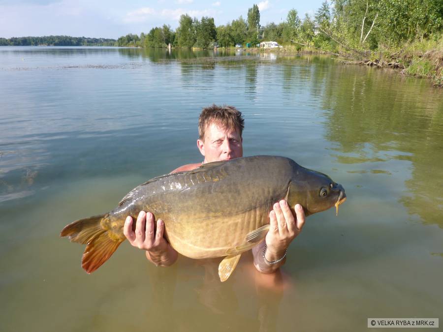 lysec 84,17kg