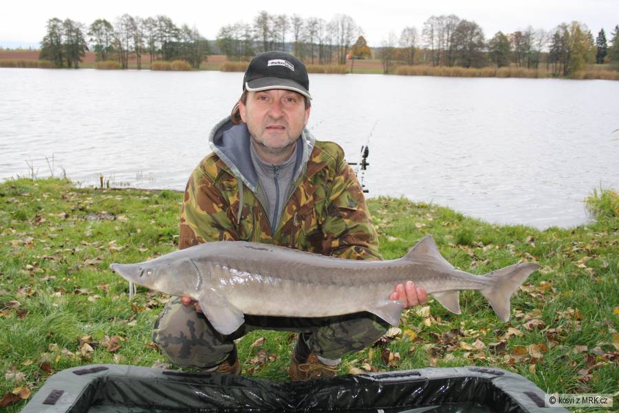 Jeseter 104 cm