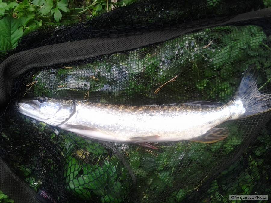 Štika 61cm