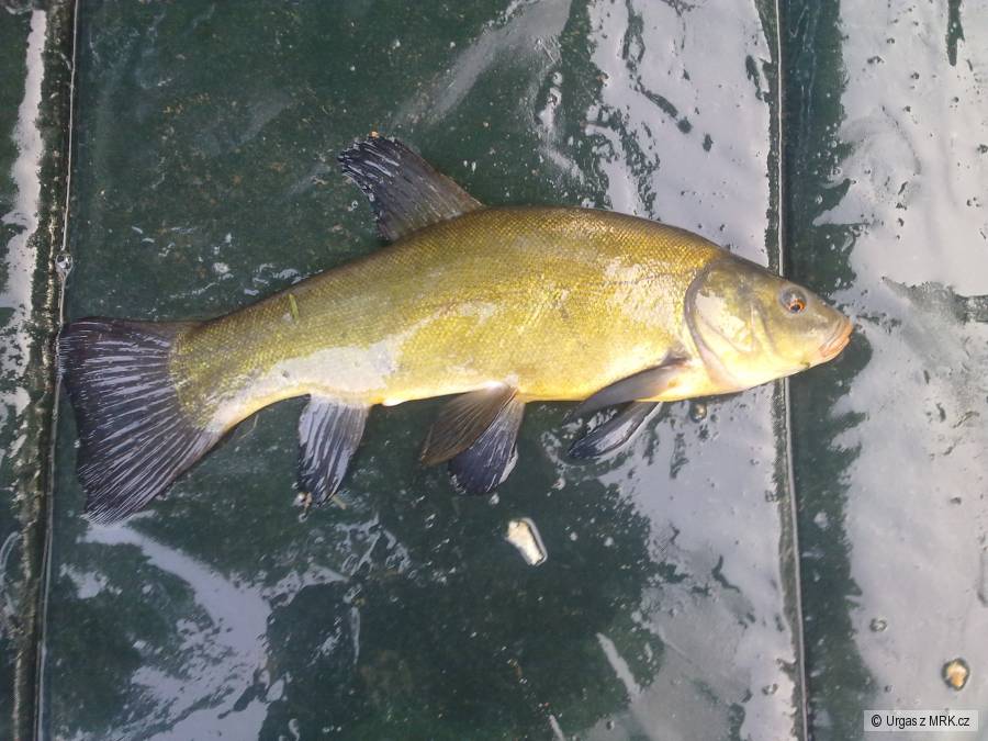Lín 32cm