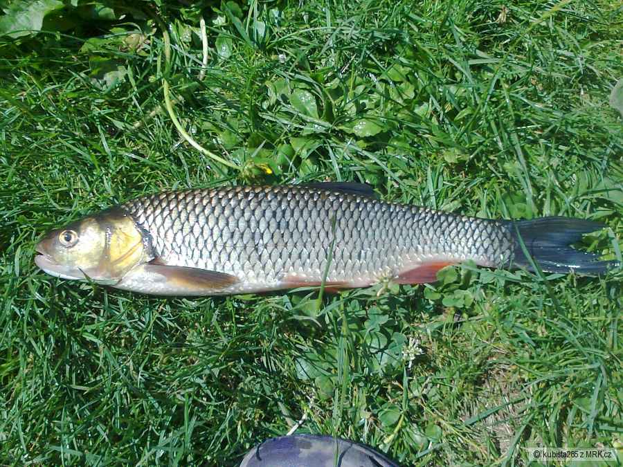tloust 40cm