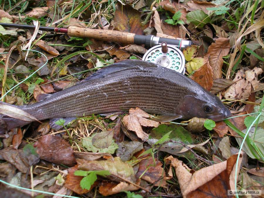 lipan 42,8 cm - svratka