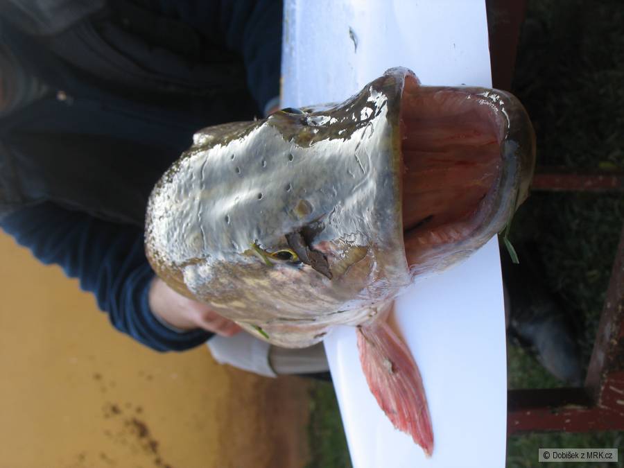 Štika 80cm