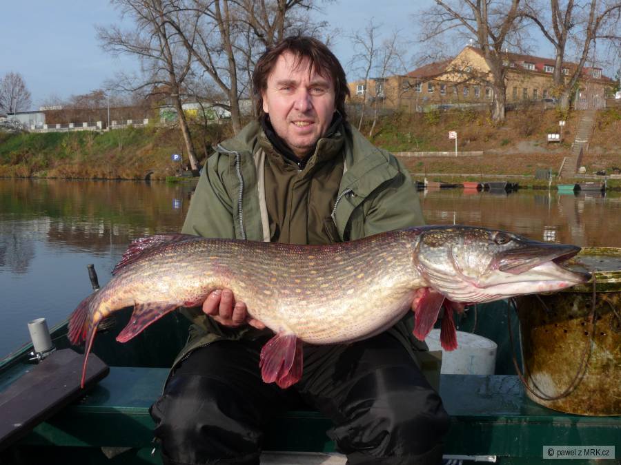 Štika 105 cm 12Kg