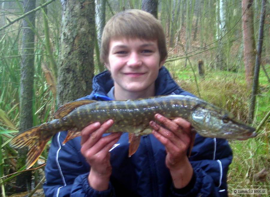 Štika 61cm
