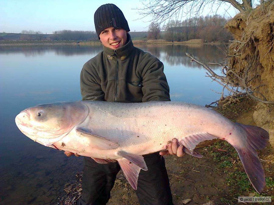 tolstolobik 129 cm a 36 kg