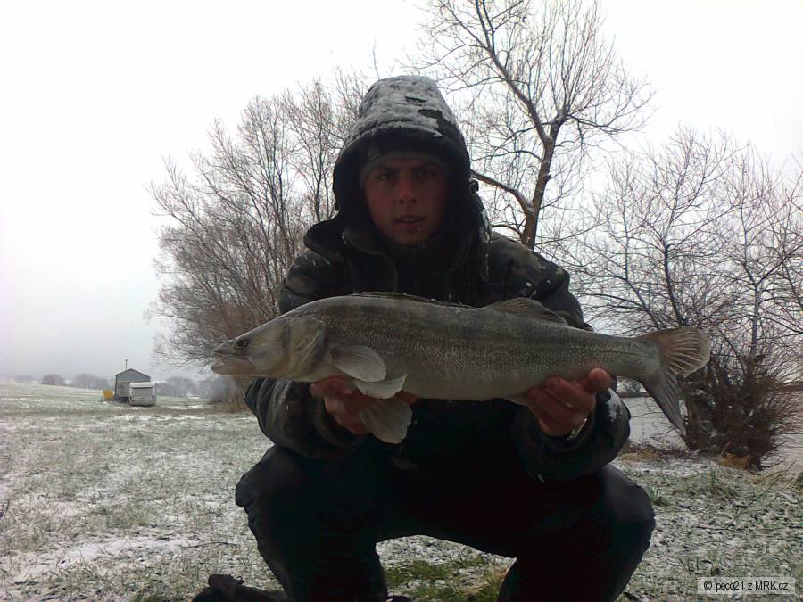 zubáč 63 cm