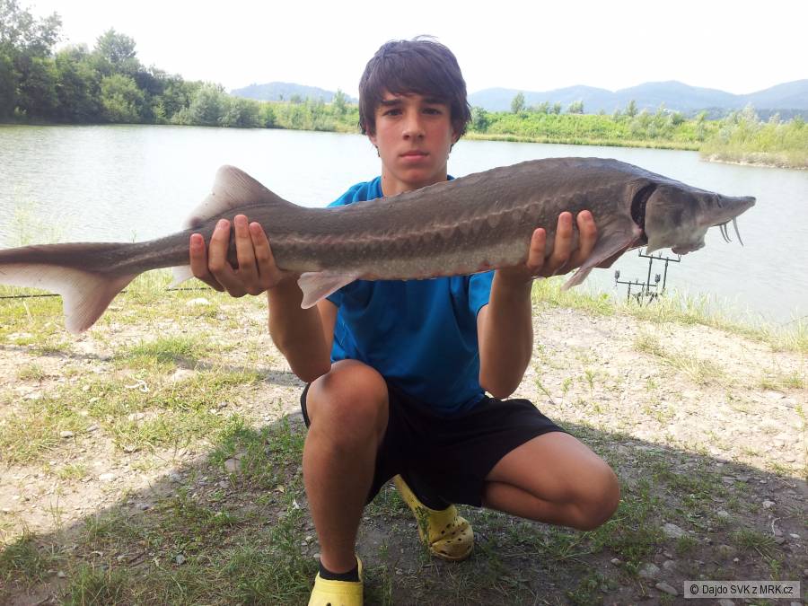 Jeseter 96cm